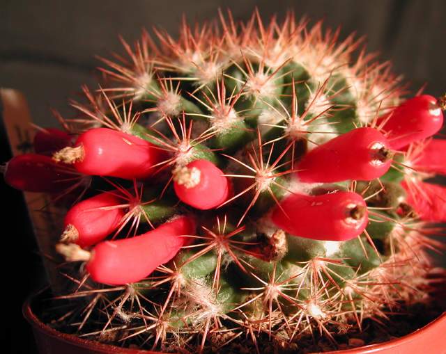 Mammillaria pseudosimplex (1).jpg